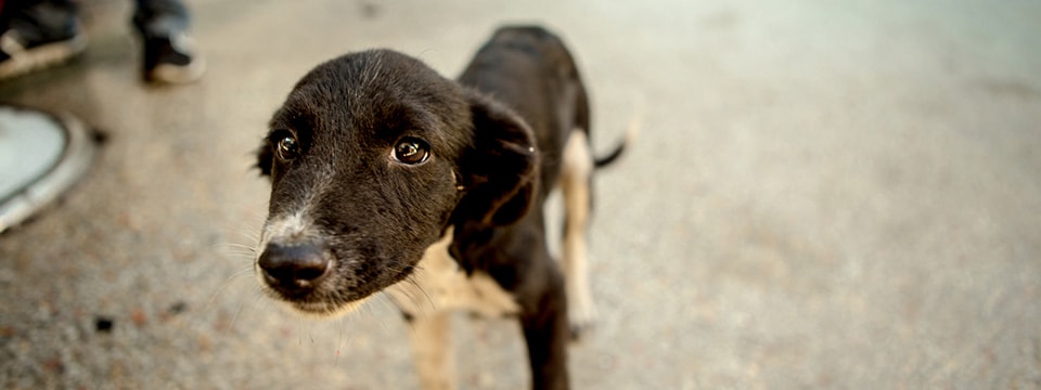 Stray Animal Control